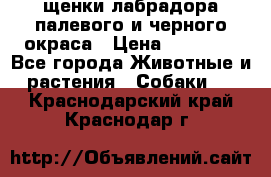 щенки лабрадора палевого и черного окраса › Цена ­ 30 000 - Все города Животные и растения » Собаки   . Краснодарский край,Краснодар г.